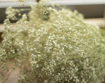 Baby's Breath, Dried Baby's Breath Bunch, Dried Gypsophelia, Dried Flowers, Baby's Breath Bundle, Bridesmaid's Bokays, Wedding Bouquets
