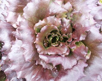 Red Romaine Lettuce Seed for Spring and Fall planting, red lettuce seeds