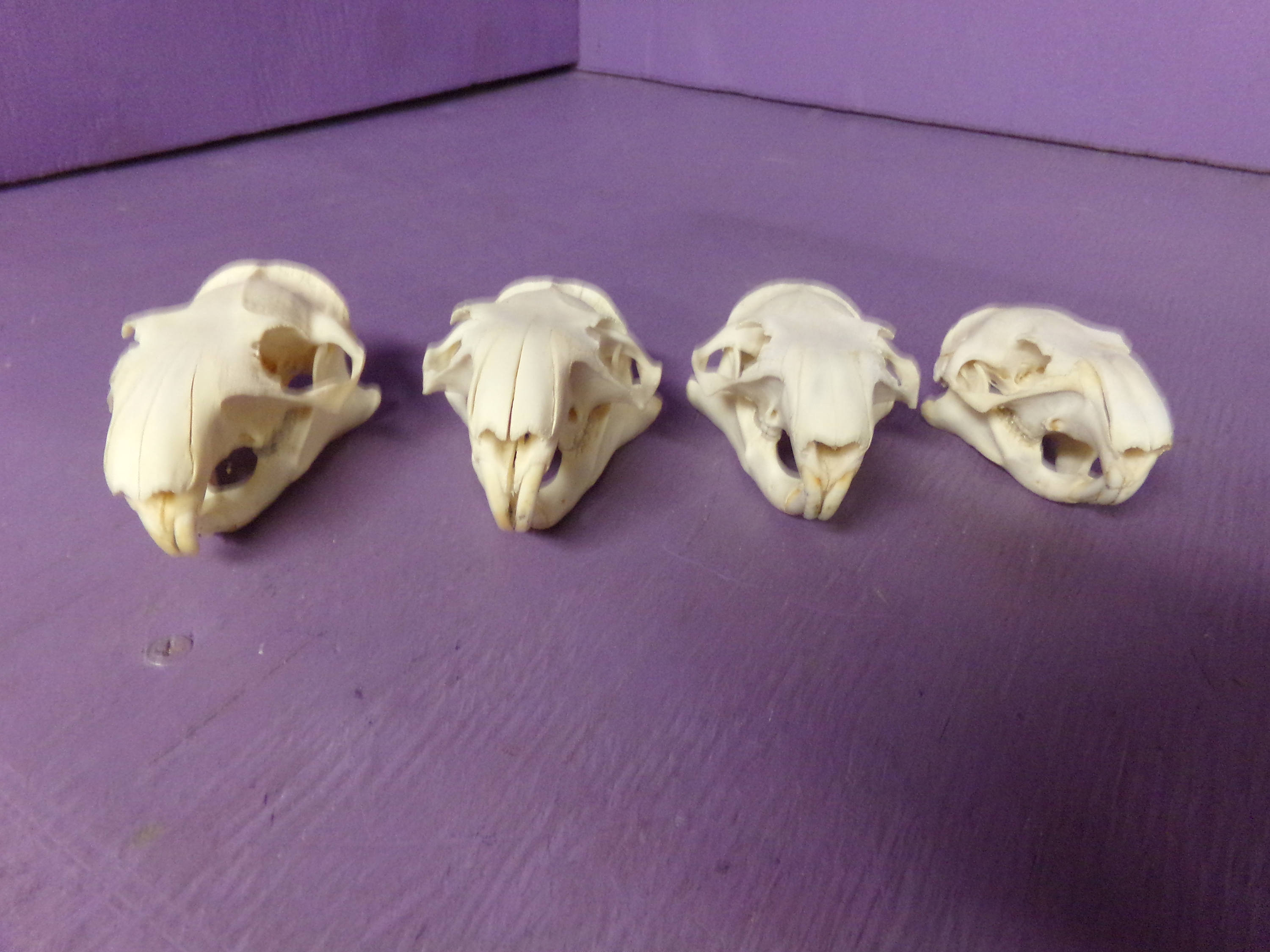 Marmot Or Prairie Dog?  The Ultimate Guide To Identifying Them! - tmaeisp