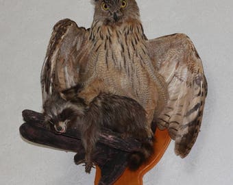 eagle owl taxidermy