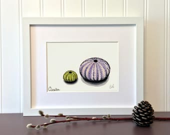 Sea urchins