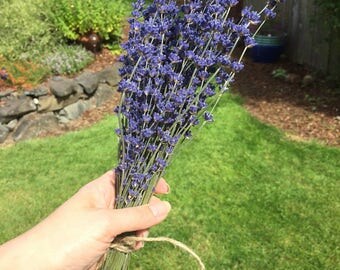 Dried Lavender Bunch Bouquet Tied with Jute Cord 12" - 2017 Crop - 1 ounce Dried Herb Wedding Craft Supply Lavendar Scented 150+ Stems