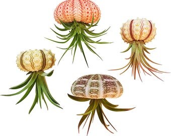 Bliss Gardens 4pc Hanging Tillandsia Air Plants w/ Sea Urchins / Jellyfish AirPlant Gift Set