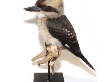 stuffed kingfisher for sale