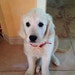 Micka Philippon De Cavelier