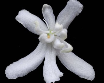 African Violet Lunar Lily White FREE SHIPPING!!