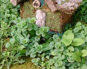 Fairy Garden Moss House