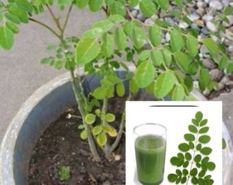 Malunggay Seeds from the Philippine Bureau of Plant Industry 20 Moringa Seeds Pinoy Vegetable