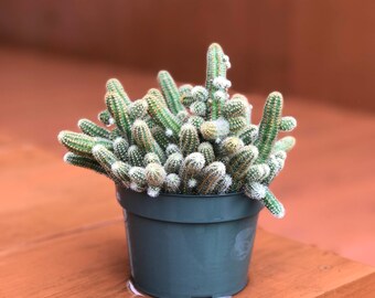 Peanut Cactus/Echinopsis chamaecereus/Live plant/size in 4" pot