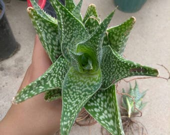 Aloe hybrid | Etsy