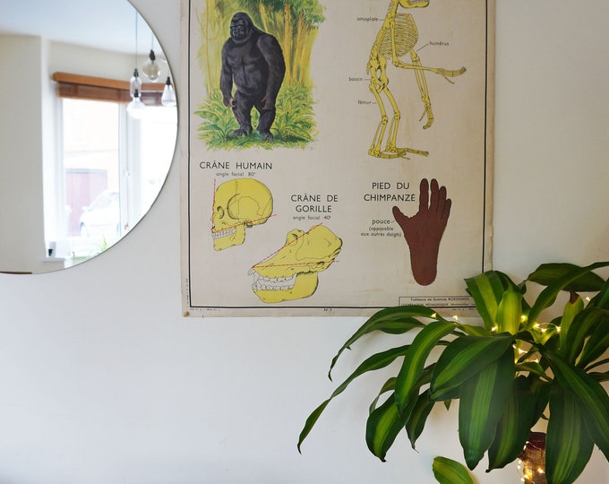 Gorilla Scientific Poster, Anatomy, Animals, Life Sciences, Vintage French School Poster, Double-Sided Poster, Monkey Poster, Cat Poster