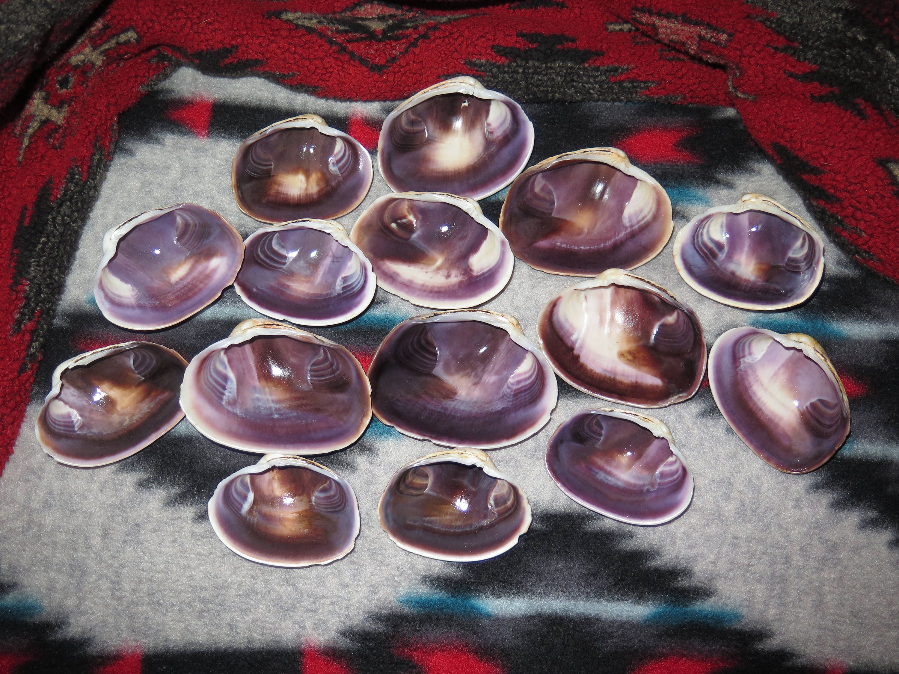 Wampum Quahog Clam Shell Jewelrygrade Purple Quahog Each Half Shell ...