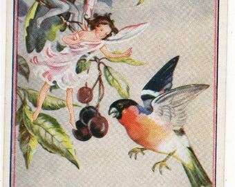 Vintage Rene CLOKE Postcard, FAIRIES and BULLFINCH,Cherries,1956,C W Faulkner