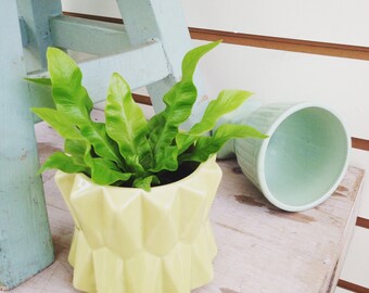 Fern Crispy Wave 2"