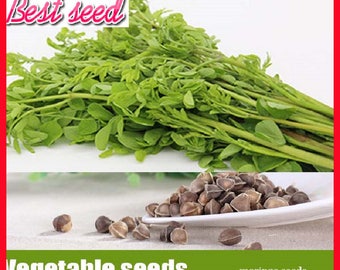10pcs/bag Moringa seeds, Edible herbal vegetables tree seeds for home garden