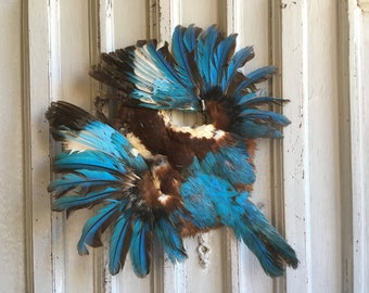 Taxidermy kingfisher, full feathered skin, art, turquoise feathers, complete body, fishermans fly fishing, bait, scrapbooking, card making.