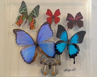 10x10 NEW!, Real butterfly display, Real butterflies mounted in an acrylic display , framed butterflies, morpho, butterfly art