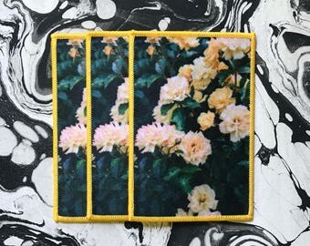 Yellow Rose Bush - Photo Patch
