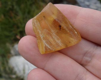 Amber with Insect, fossil, prehistoric bug