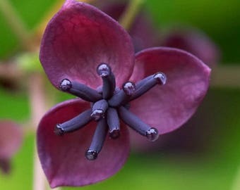 Unusual Akebia Quinata (Chocolate Vine) 3 cuttings 6 inches long