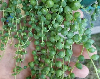 String of Pearls 5 Cuttings 5"+ Succulent (Senecio Rowleyanus)
