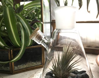 Composition of plant tillandsia in a chemistry bottle