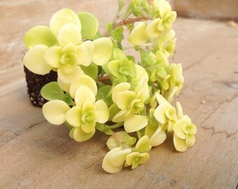 Sedum makinoi 'Ogon' Plug (1)