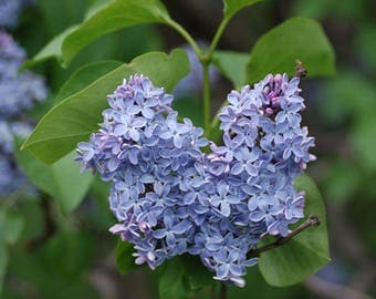 TreesAgain Potted Lilac Tree - Syringa vulgaris - 8 to 12+ inches