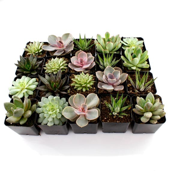 Flat of 50 2.25 Bulk Succulents Mixed Varieties Beach