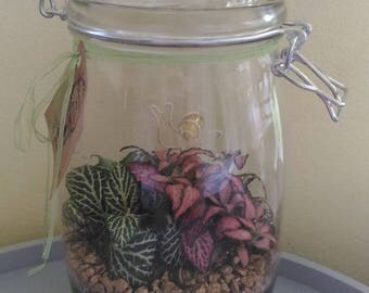 sold tropical terrarium in glass jar