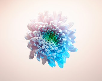 White Chrysanthemum flower abstract photographic print