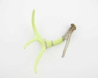 Painted Antler - MEDIUM - Lemonade Yellow Monochromatic - Taxidermy and Curiosities