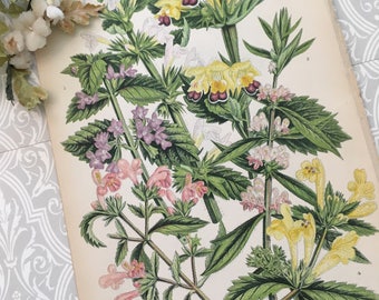 Vintage botanical print collectible home decor lithograph
