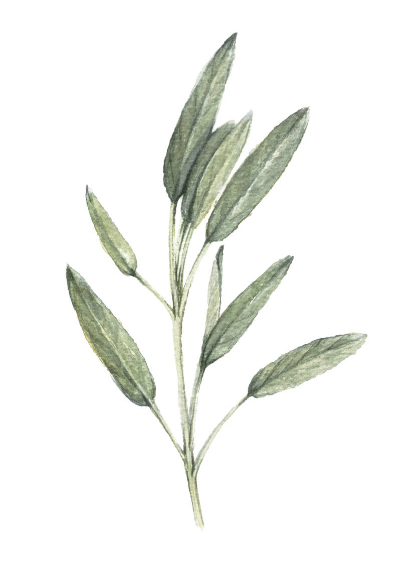 Sage sage painting herb painting farmhouse Sage