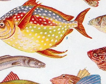 Vintage Fish Printable Aquatic Illustration 1800's Antique