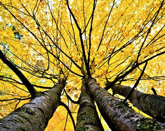 maple tree