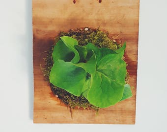 Mounted Elephant Staghorn Fern