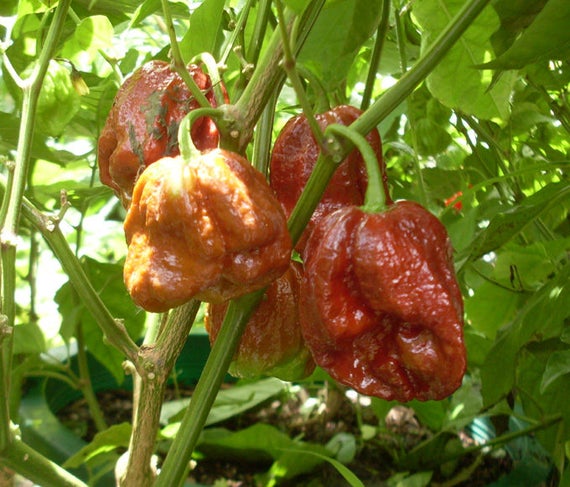 Carolina Reaper Chocolate Hot Pepper Live Plants 2 Pack