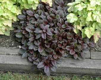 Ajuga Mahogany Live Plant Perenial Groundcover Carpet Bugle Plants