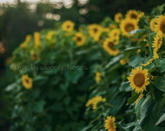 Digital Background Sunflower Garden