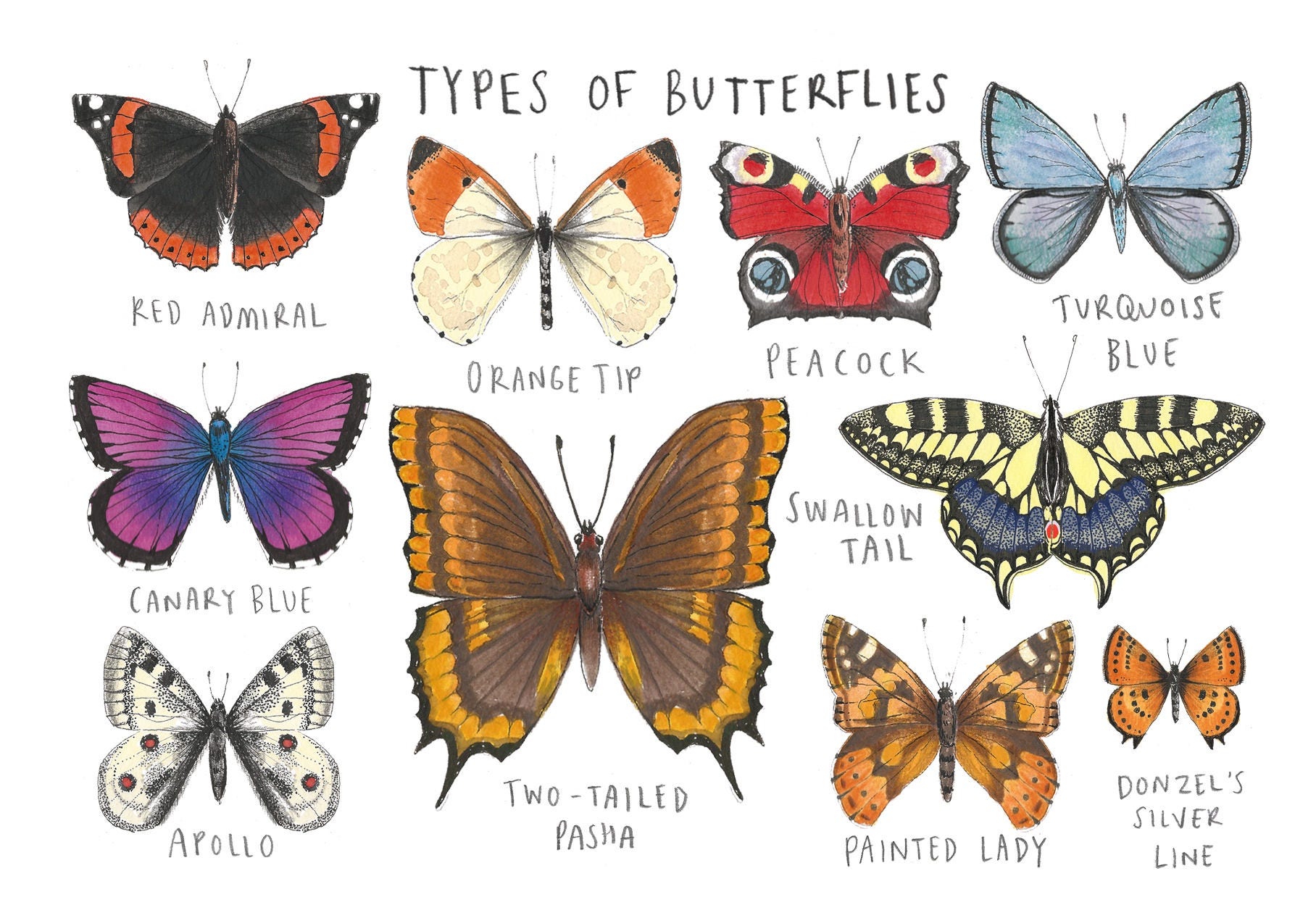 types-of-butterflies-greetings-card