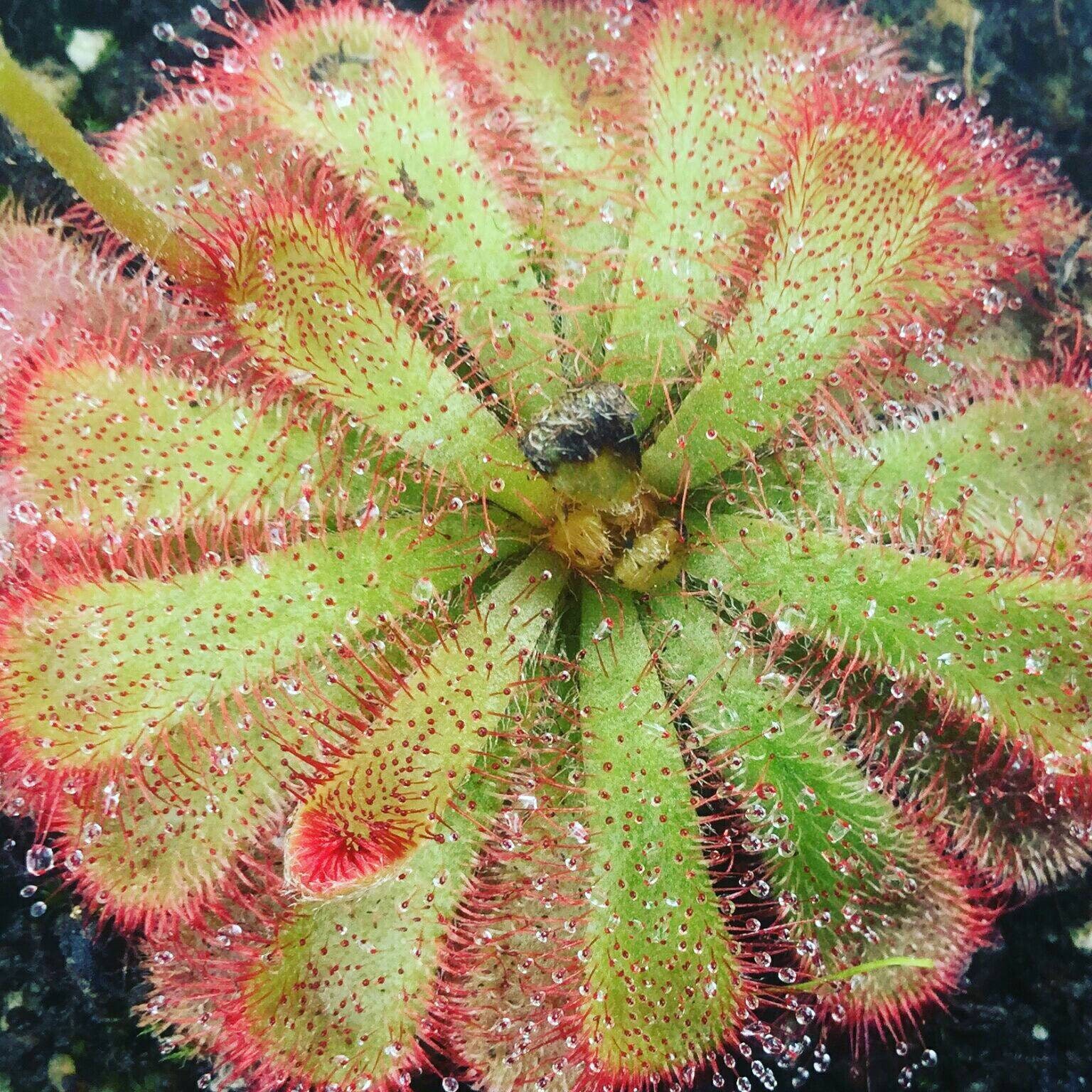 drosera-aliciae-sundew-carnivorous-plant-20-seed-pack