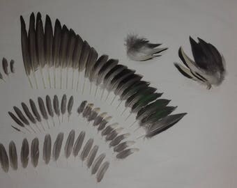 Common teal (Anas crecca) complete wing feathers, cruelty free