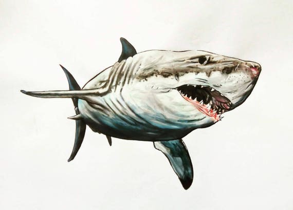 grand requin blanc dessin aux feutres