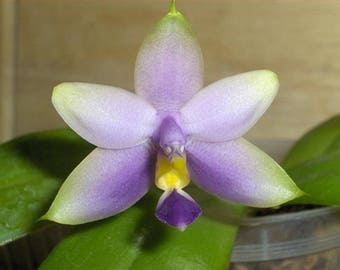 Crochet Flower Pattern Crochet Orchid Pattern Phal Orchid Crochet Flower Pattern Crochet Orchid Pattern Phal Orchid