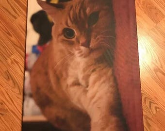 20x36 canvas of a cat i took a photo of