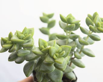 Succulent Crassula String of Buttons, Crassula Rupestris, Rare Succulent Terrarium Plants, Unique Succulent, Crassula Perforata, Sedum Plant