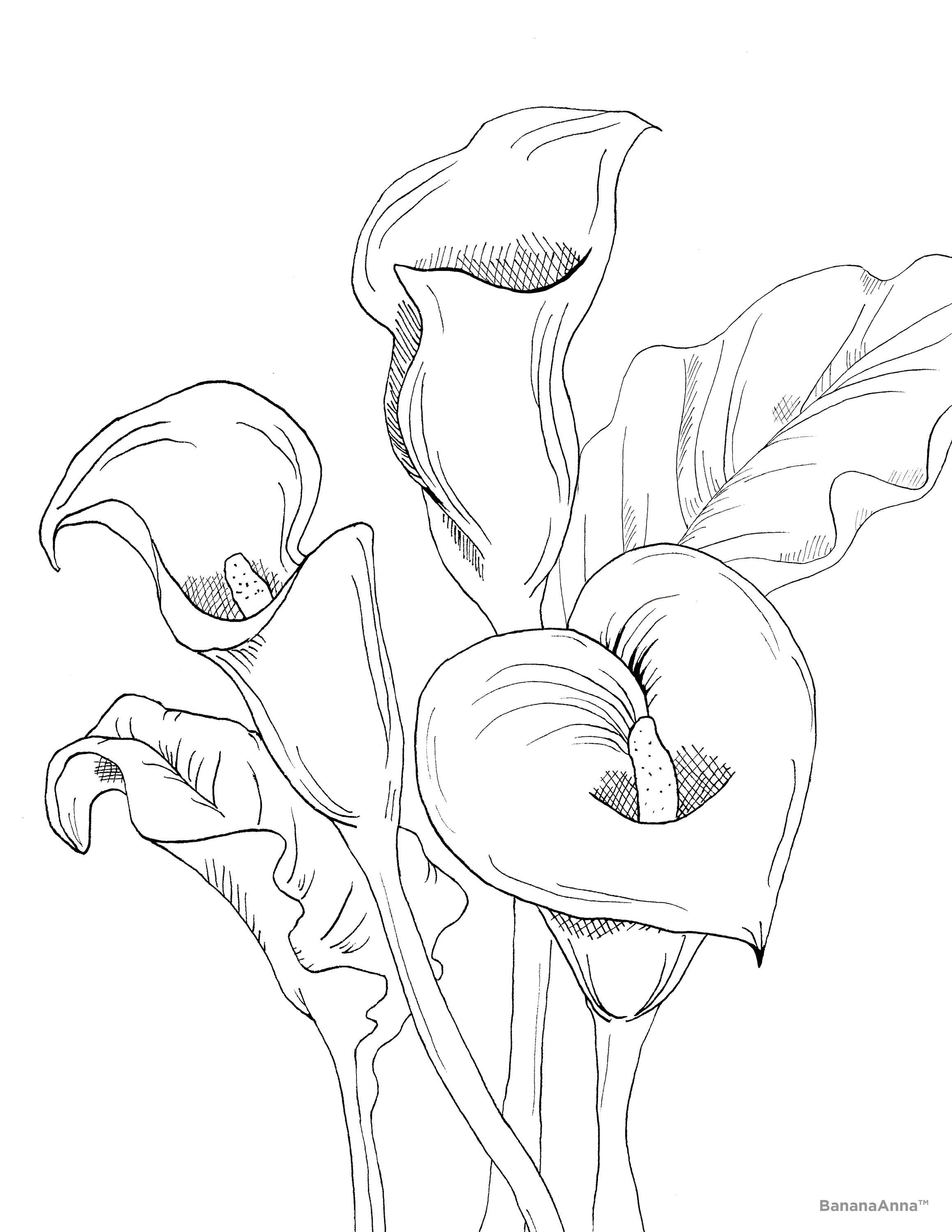 PRINTABLE Coloring Page Calla Lilies