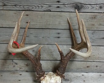 Large Set of Taxidermy Quality Whitetail Deer Antlers Lot No. 70773HP