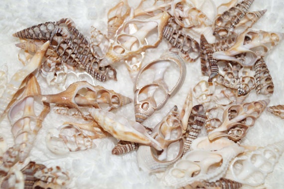 Bulk 25 Sliced Cut Seashells Cut Shells Bulk Wholesale Cut